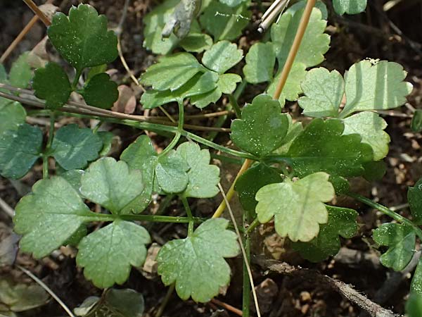 Scaligeria napiformis \ Kretische Erdkastanie / Scaligeria, GR Hymettos 13.4.2024