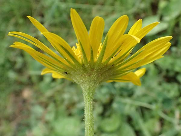 Doronicum orientale \ stliche Gmswurz / Caucasian Leopard's-Bane, GR Peloponnes, Chelmos 18.5.2024