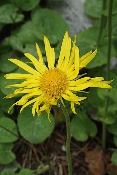 Doronicum orientale \ stliche Gmswurz / Caucasian Leopard's-Bane, GR Peloponnes, Chelmos 18.5.2024