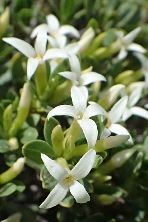 Daphne oleoides \ &Ouml;lbaum&auml;hnlicher Seidelbast / Spurge Olive, GR Peloponnes, Mt. Kyllini, Ziria 21.5.2024