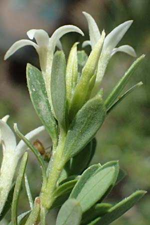 Daphne oleoides \ &Ouml;lbaum&auml;hnlicher Seidelbast / Spurge Olive, GR Peloponnes, Mt. Kyllini, Ziria 21.5.2024