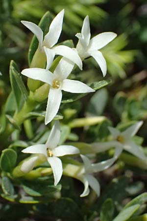 Daphne oleoides \ &Ouml;lbaum&auml;hnlicher Seidelbast / Spurge Olive, GR Peloponnes, Mt. Kyllini, Ziria 21.5.2024