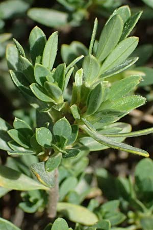 Daphne oleoides \ &Ouml;lbaum&auml;hnlicher Seidelbast / Spurge Olive, GR Peloponnes, Mt. Kyllini, Ziria 21.5.2024