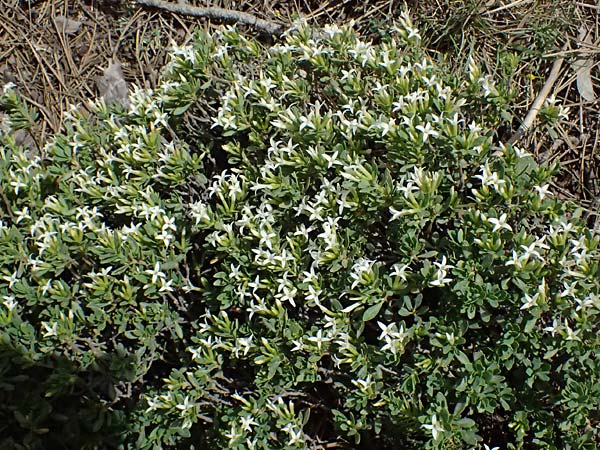 Daphne oleoides \ &Ouml;lbaum&auml;hnlicher Seidelbast / Spurge Olive, GR Peloponnes, Mt. Kyllini, Ziria 21.5.2024