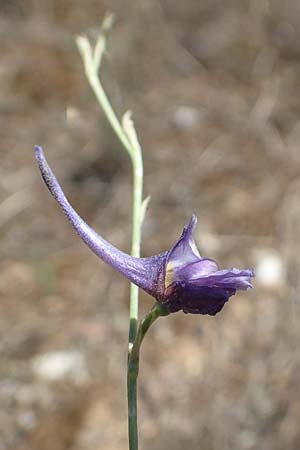 Delphinium peregrinum \ Fremder Rittersporn / Violet Larkspur, GR Euboea (Evia), Istiea 27.8.2017