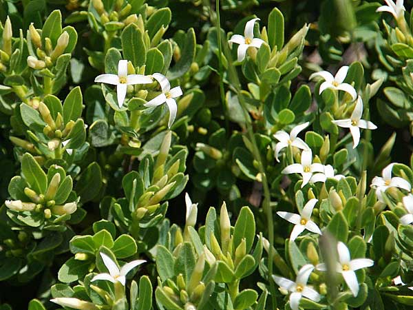 Daphne oleoides \ &Ouml;lbaum&auml;hnlicher Seidelbast / Spurge Olive, GR Peloponnes, Kyllini-Massiv / Peloponnese, Mount Kyllini 4.6.2012 (Photo: Gisela Nikolopoulou)