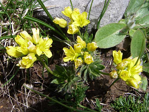 Draba lasiocarpa \ Karpaten-Felsenbl�mchen, Haar-Felsenbl�mchen / Wooly-Fruited Whitlowgrass, GR Timfi 17.5.2008