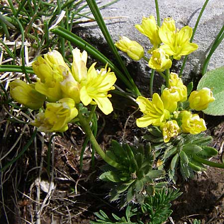 Draba lasiocarpa \ Karpaten-Felsenbl�mchen, Haar-Felsenbl�mchen / Wooly-Fruited Whitlowgrass, GR Timfi 17.5.2008
