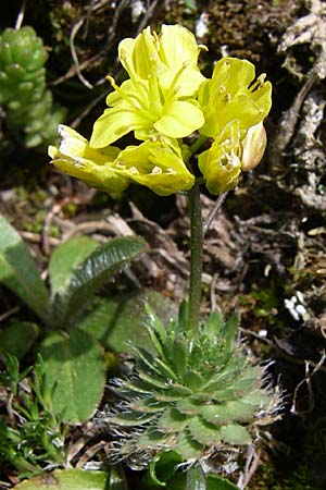 Draba lasiocarpa \ Karpaten-Felsenbl�mchen, Haar-Felsenbl�mchen / Wooly-Fruited Whitlowgrass, GR Timfi 17.5.2008