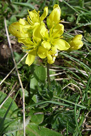 Draba lasiocarpa \ Karpaten-Felsenbl�mchen, Haar-Felsenbl�mchen / Wooly-Fruited Whitlowgrass, GR Timfi 17.5.2008