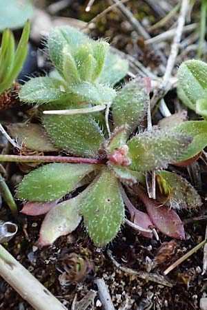 Draba verna agg. \ Frhlings-Hungerblmchen / Common Whitlowgrass, GR Parnitha 22.3.2019