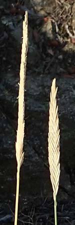 Elymus athericus \ Strand-Quecke / Tick Quackgrass, GR Euboea (Evia), Neos Pirgos 25.8.2017