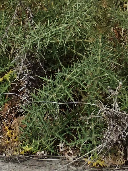 Echinops spinosissimus \ Dr�senhaarige Kugeldistel, GR Peloponnes, Taygetos, Neochori 26.5.2024