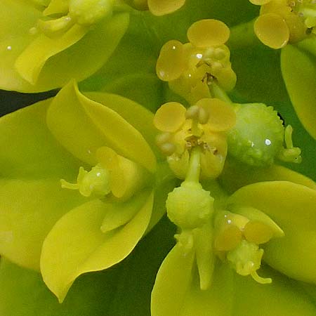 Euphorbia oblongata \ Eibl&auml;ttrige Wolfsmilch / Eggleaf Spurge, Balkan Spurge, GR Peloponnes, Taygetos 27.5.2024