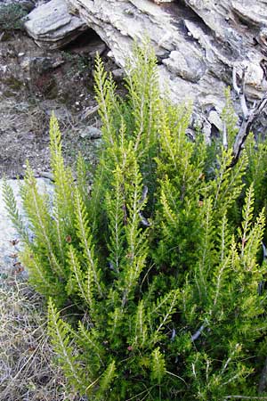 Erica arborea \ Baum-Heide / Tree Heather, GR Euboea (Evia), Karistos 28.8.2014