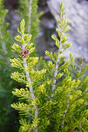 Erica arborea \ Baum-Heide / Tree Heather, GR Euboea (Evia), Karistos 28.8.2014