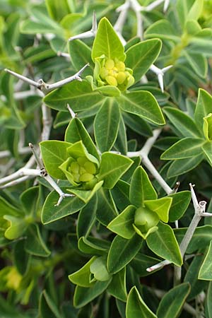 Euphorbia acanthothamnos, Dornbusch-Wolfsmilch