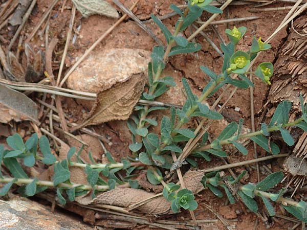 Euphorbia apios \ Wolfsmilch / Pear-Rooted Spurge, GR Hymettos 20.3.2019