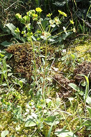 Euphorbia apios \ Wolfsmilch / Pear-Rooted Spurge, GR Hymettos 23.3.2019
