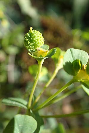 Euphorbia apios \ Wolfsmilch / Pear-Rooted Spurge, GR Hymettos 23.3.2019