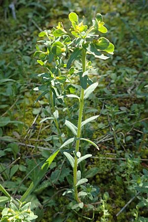 Euphorbia apios \ Wolfsmilch / Pear-Rooted Spurge, GR Hymettos 23.3.2019