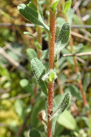 Euphorbia apios \ Wolfsmilch / Pear-Rooted Spurge, GR Hymettos 23.3.2019