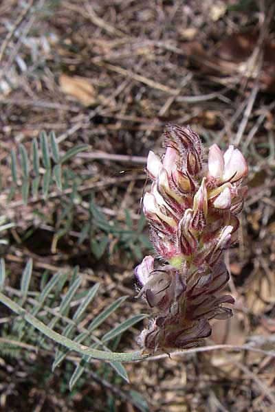 Onobrychis ebenoides \ Ebenholzstrauch�hnliche Esparsette, GR Hymettos 20.5.2008