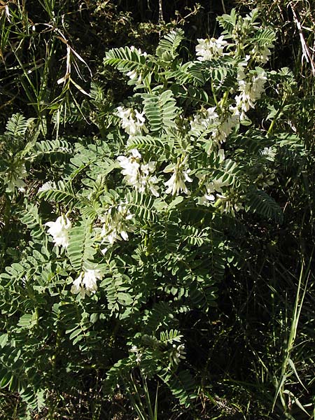 Astragalus lusitanicus subsp. orientalis \ Orientalischer Strauch-Tragant / Oriental Milk-Vetch, GR Peloponnes, Andritsena 28.3.2013