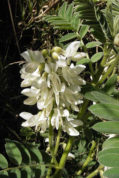 Astragalus lusitanicus subsp. orientalis \ Orientalischer Strauch-Tragant / Oriental Milk-Vetch, GR Peloponnes, Andritsena 28.3.2013