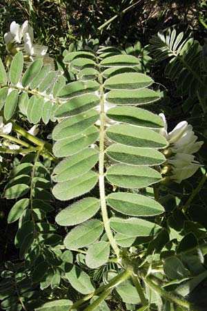 Astragalus lusitanicus subsp. orientalis \ Orientalischer Strauch-Tragant / Oriental Milk-Vetch, GR Peloponnes, Andritsena 28.3.2013