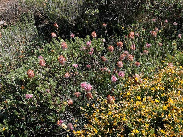 Ebenus sibthorpii \ Sibthorps Ebenholzstrauch, GR Akrokorinth 9.6.2016 (Photo: Gisela Nikolopoulou)