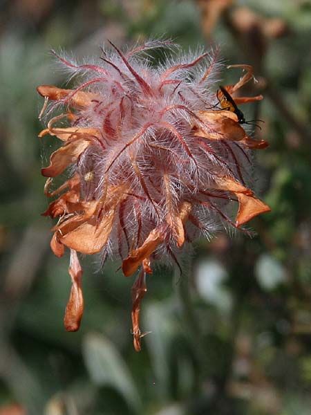 Ebenus sibthorpii \ Sibthorps Ebenholzstrauch, GR Akrokorinth 9.6.2016 (Photo: Gisela Nikolopoulou)