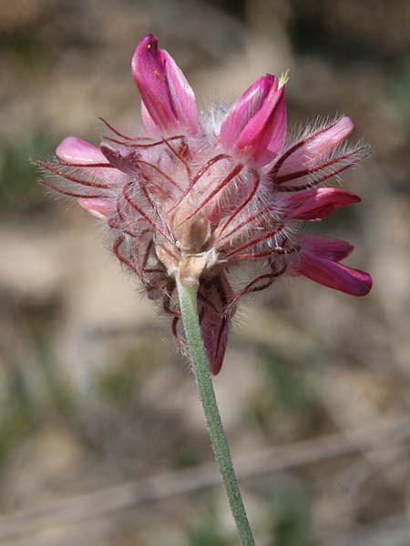 Ebenus sibthorpii \ Sibthorps Ebenholzstrauch, GR Akrokorinth 9.6.2016 (Photo: Gisela Nikolopoulou)