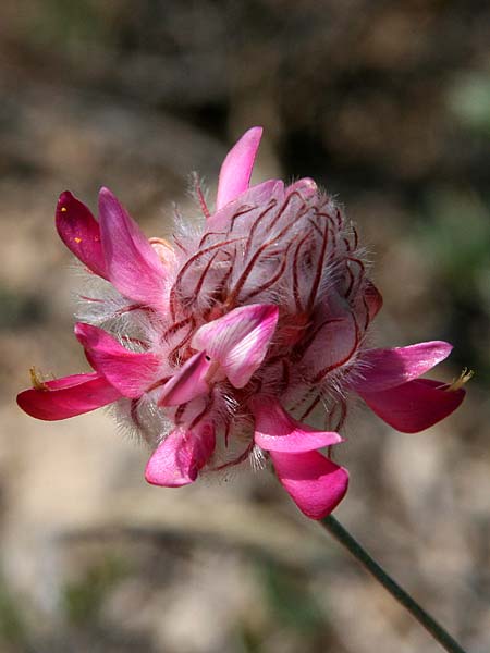 Ebenus sibthorpii \ Sibthorps Ebenholzstrauch, GR Akrokorinth 9.6.2016 (Photo: Gisela Nikolopoulou)