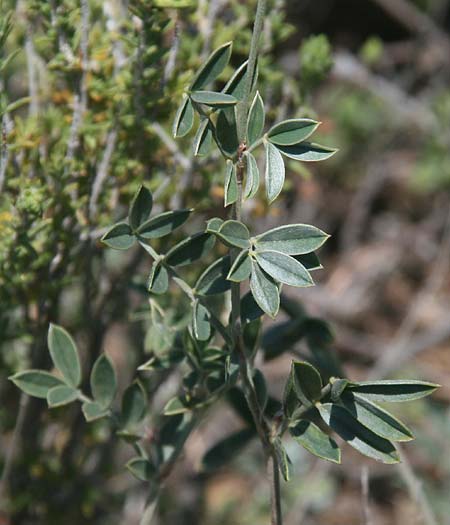 Ebenus sibthorpii \ Sibthorps Ebenholzstrauch, GR Akrokorinth 9.6.2016 (Photo: Gisela Nikolopoulou)