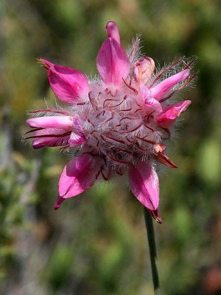 Ebenus sibthorpii \ Sibthorps Ebenholzstrauch, GR Akrokorinth 9.6.2016 (Photo: Gisela Nikolopoulou)