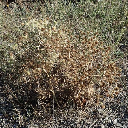Eryngium creticum \ Kretische Mannstreu / Cretan Eryngo, GR Euboea (Evia), Drimona 30.8.2017