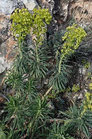 Euphorbia characias \ Palisaden-Wolfsmilch / Large Mediterranean Spurge, GR Parnitha 22.3.2019