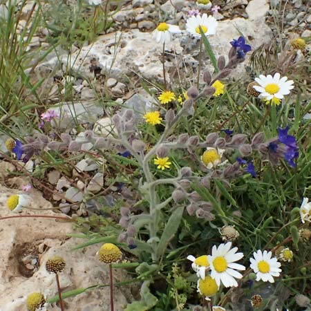 Alkanna tinctoria \ F&auml;rber-Alkanna, Schminkwurz / Alkanet, GR Peloponnes, Chelmos 18.5.2024