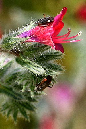 Echium angustifolium \ Schmalbl&auml;ttiger Natternkopf / Hispid Viper's Bugloss, GR Akrokorinth 24.4.2011 (Photo: Gisela Nikolopoulou)