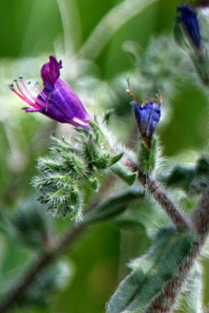 Echium angustifolium \ Schmalbl&auml;ttiger Natternkopf / Hispid Viper's Bugloss, GR Akrokorinth 24.4.2011 (Photo: Gisela Nikolopoulou)