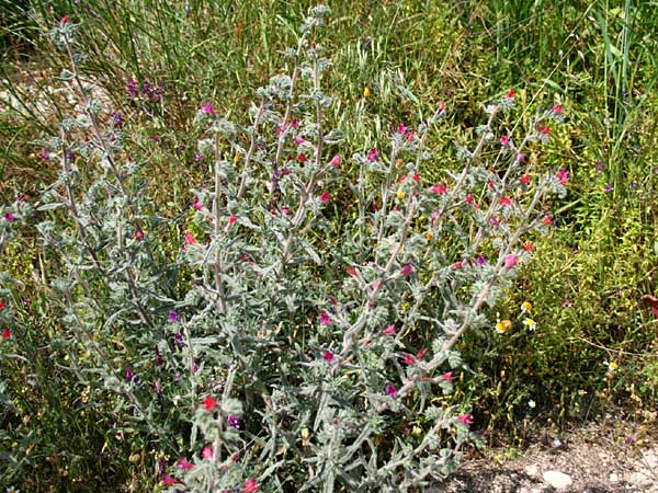 Echium angustifolium \ Schmalbl&auml;ttiger Natternkopf / Hispid Viper's Bugloss, GR Akrokorinth 24.4.2011 (Photo: Gisela Nikolopoulou)