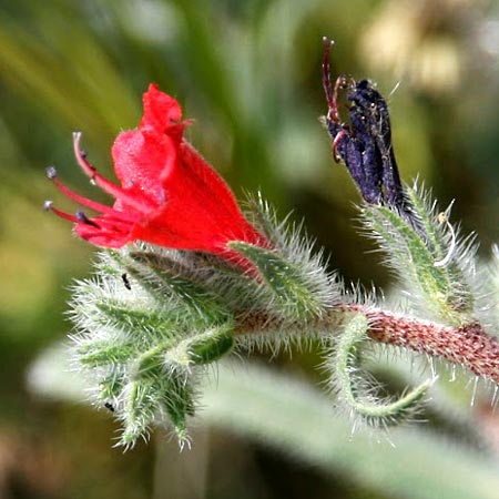 Echium angustifolium \ Schmalbl&auml;ttiger Natternkopf / Hispid Viper's Bugloss, GR Akrokorinth 24.4.2011 (Photo: Gisela Nikolopoulou)
