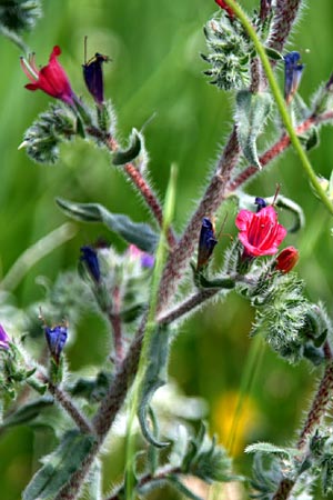 Echium angustifolium \ Schmalbl&auml;ttiger Natternkopf / Hispid Viper's Bugloss, GR Akrokorinth 24.4.2011 (Photo: Gisela Nikolopoulou)