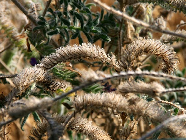 Echium angustifolium \ Schmalbl&auml;ttiger Natternkopf / Hispid Viper's Bugloss, GR Korinth/Corinth 16.9.2014 (Photo: Gisela Nikolopoulou)