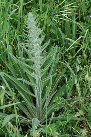 Echium italicum \ Italienischer Natternkopf / Italian Bugloss, GR Dervenakia 30.4.2011 (Photo: Gisela Nikolopoulou)