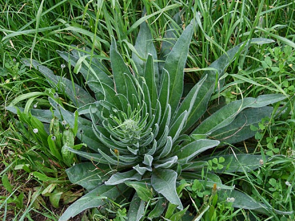 Echium italicum \ Italienischer Natternkopf / Italian Bugloss, GR Dervenakia 30.4.2011 (Photo: Gisela Nikolopoulou)