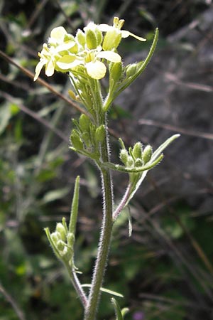 Erysimum graecum \ Griechischer Sch�terich / Greek Treacle Mustard, GR Peloponnes, Figalia 29.3.2013