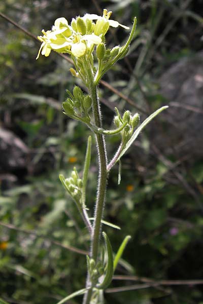 Erysimum graecum \ Griechischer Sch�terich / Greek Treacle Mustard, GR Peloponnes, Figalia 29.3.2013