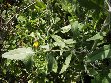 Erysimum graecum \ Griechischer Sch�terich / Greek Treacle Mustard, GR Peloponnes, Figalia 29.3.2013